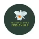 Floricultura Primavera | Orquidário Alcino Fraga