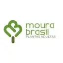 Horto Moura Brasil | Plantas Adultas